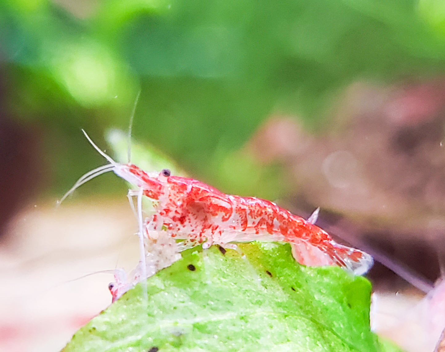 Red Cherry Shrimp (Fire Red Shrimp) 20+ RCS, Neocaridina, Discounted Culls