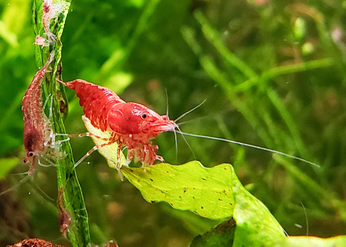 Red Cherry Shrimp