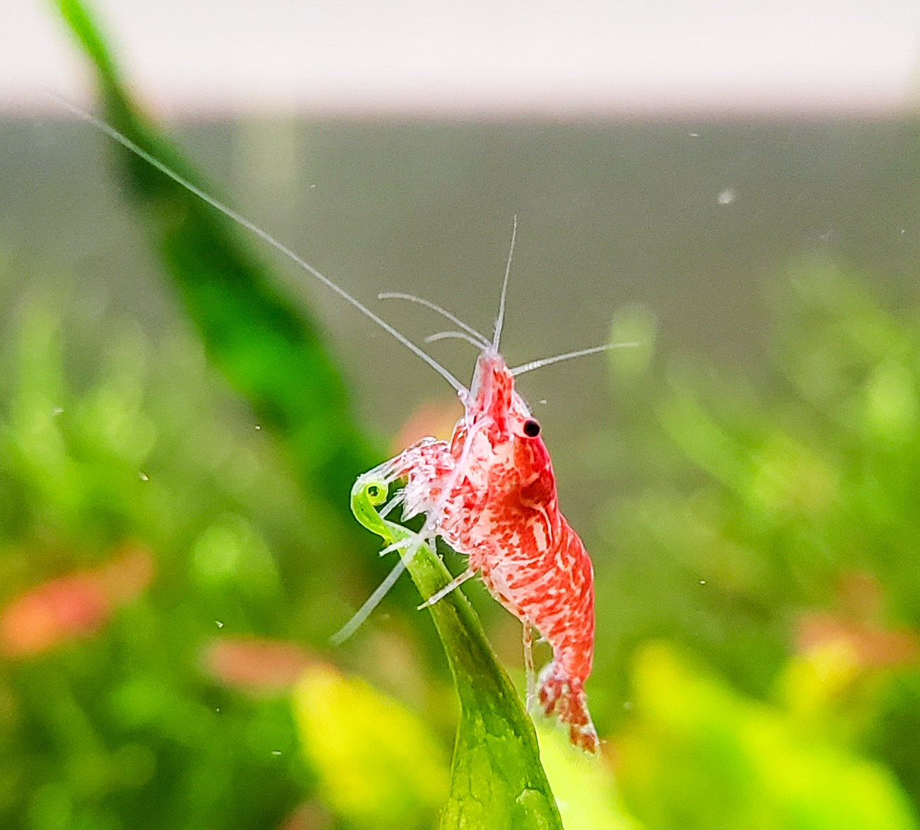 Red Cherry Shrimp (Fire Red Shrimp) 20+ RCS, Neocaridina, Discounted Culls