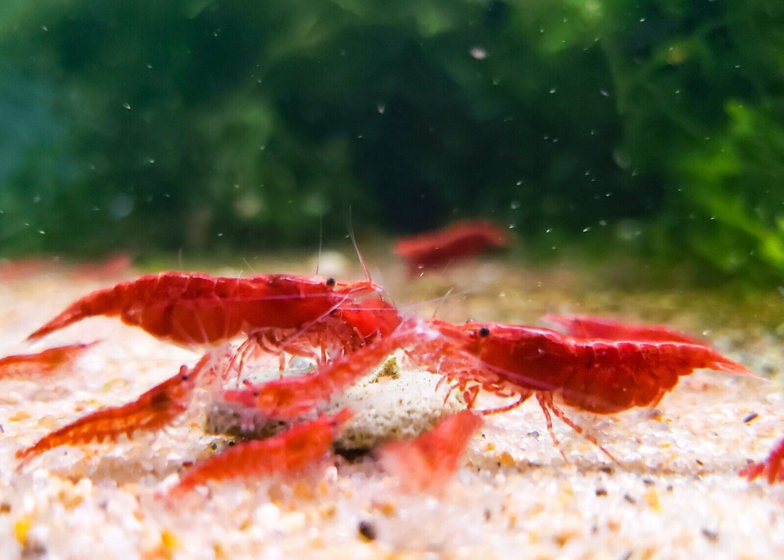 Red Cherry Shrimp