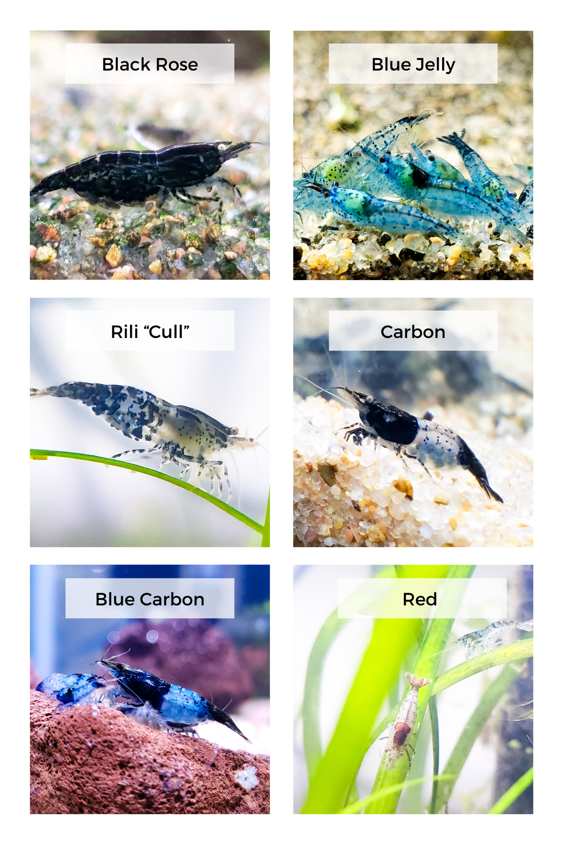 Different kinds of Rili Shrimp