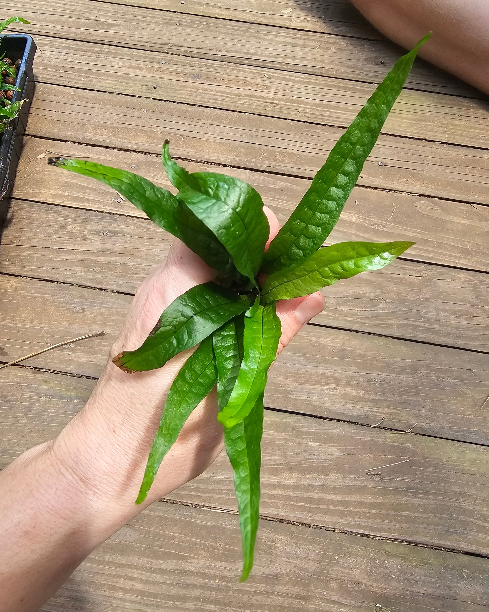 Java Fern