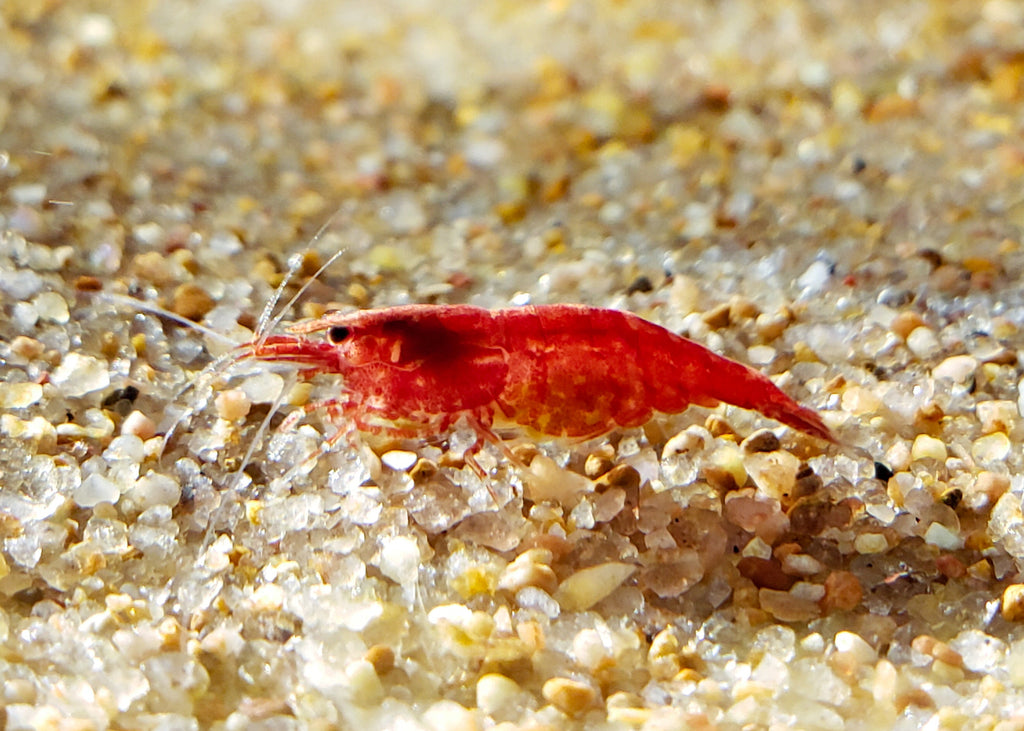 Red Cherry Shrimp 