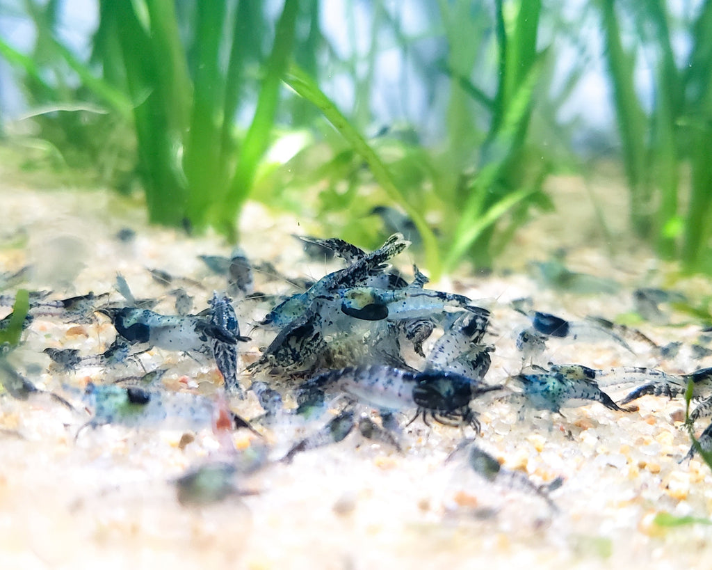 Blue Rili Shrimp Neocaridina 