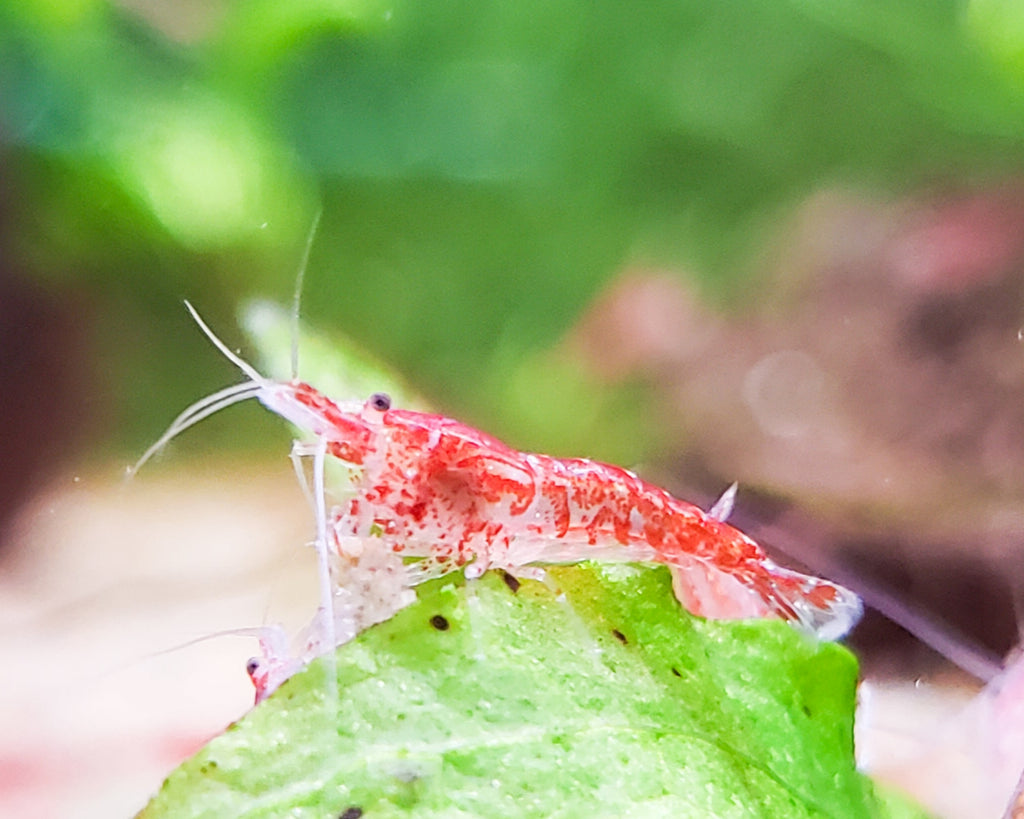 Red Cherry Shrimp Neocaridina 