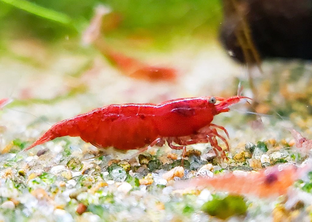 Red Cherry Shrimp 