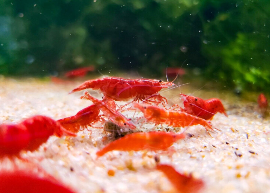Red cherry shrimp in an aquarium with green plants and sandy bottom