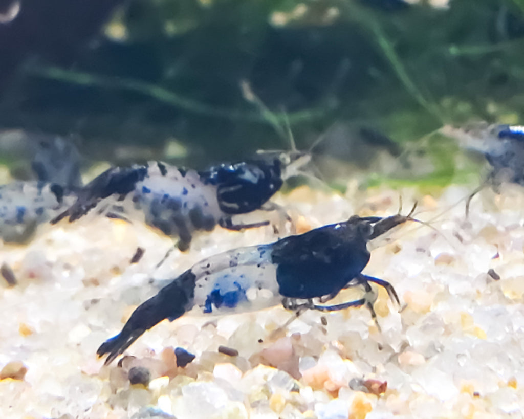 Carbon Rili Shrimp Neocaridina Dwarf Shrimo\p