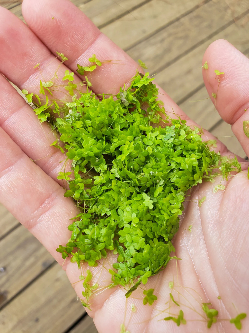 Duckweed - Indoor Grown BUY2GET1FREE Shrimp Fish Turtle Food