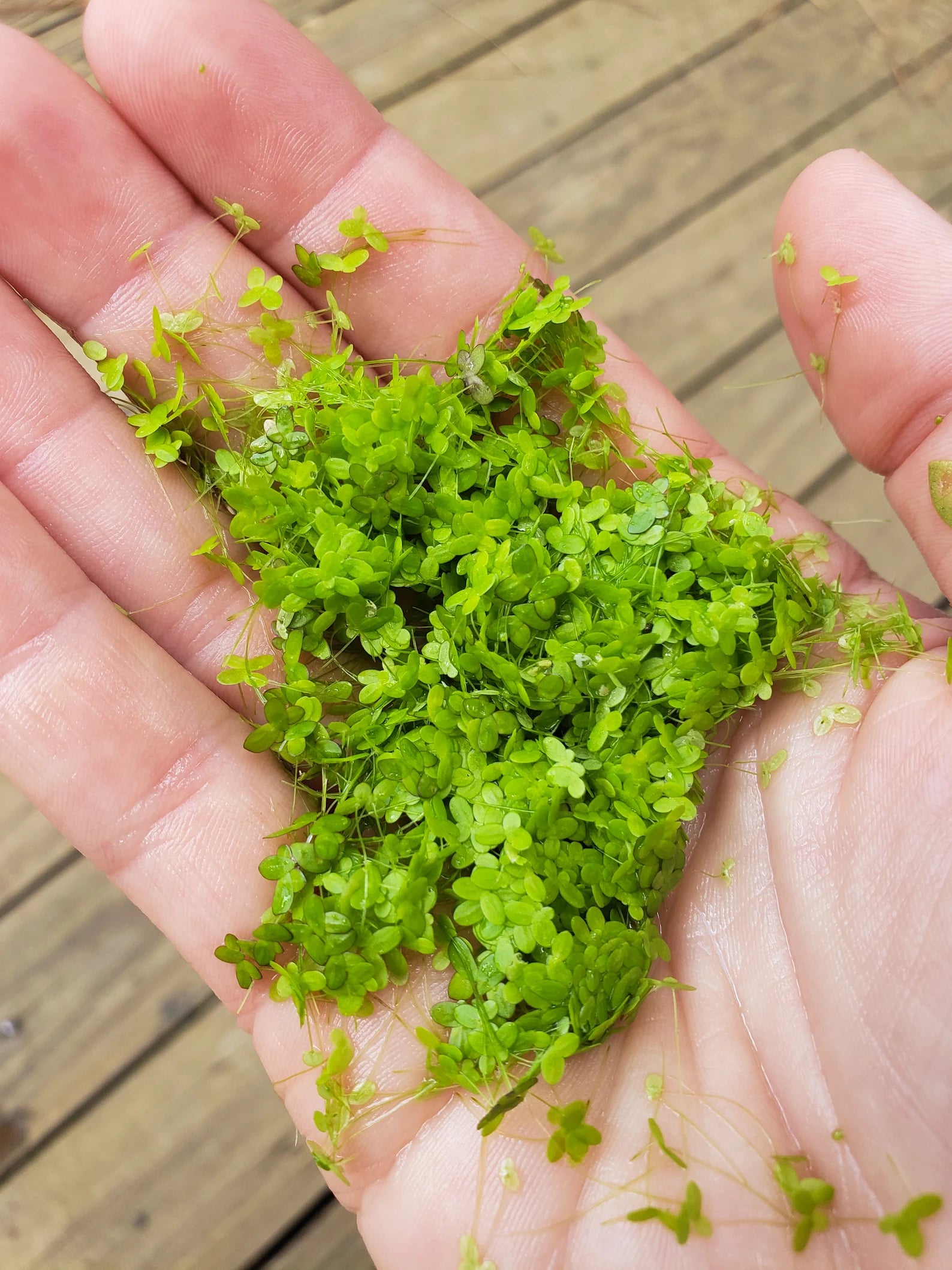 Duckweed - Indoor Grown BUY2GET1FREE Shrimp Fish Turtle Food