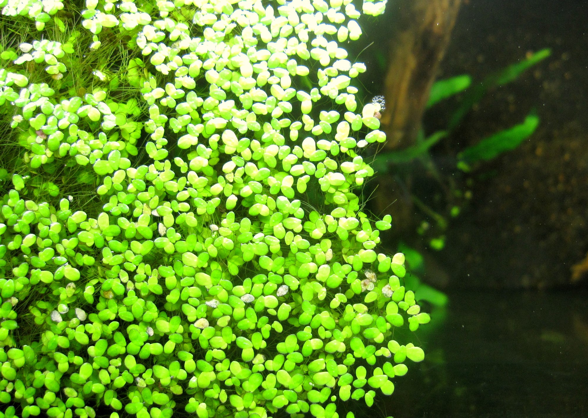 Duckweed - Indoor Grown BUY2GET1FREE Shrimp Fish Turtle Food