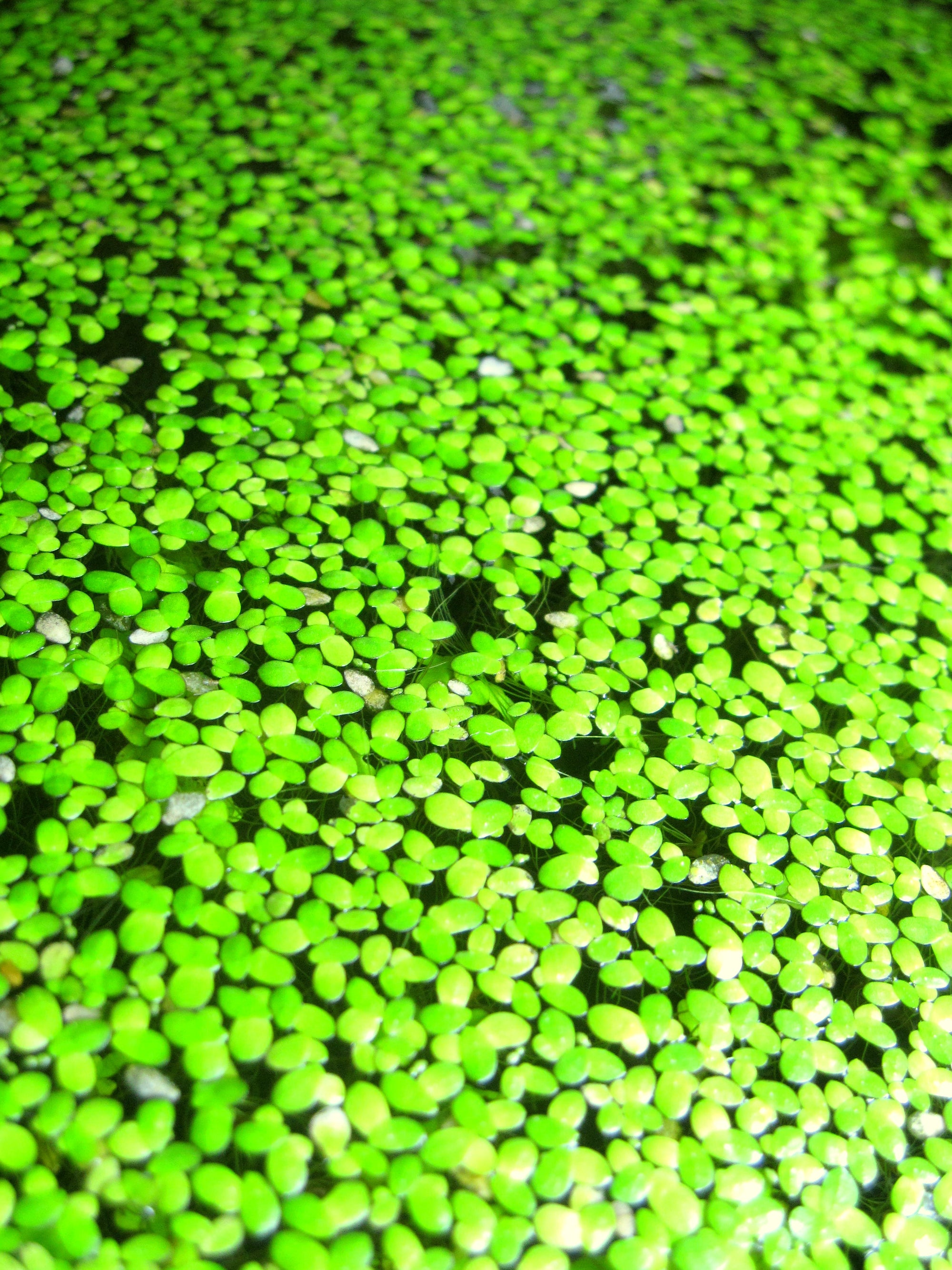 Duckweed - Indoor Grown BUY2GET1FREE Shrimp Fish Turtle Food