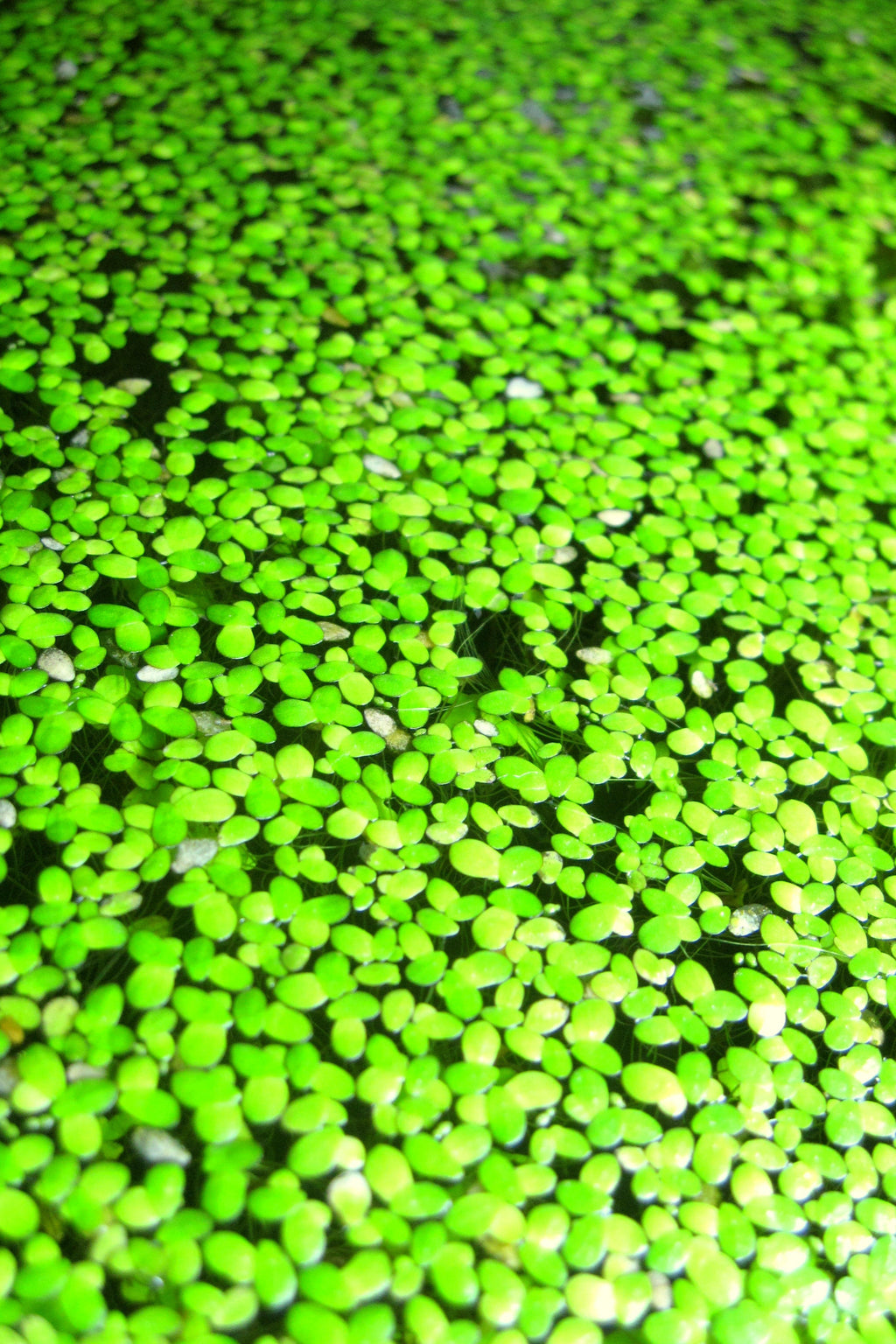 Close-up of green duckweed on water