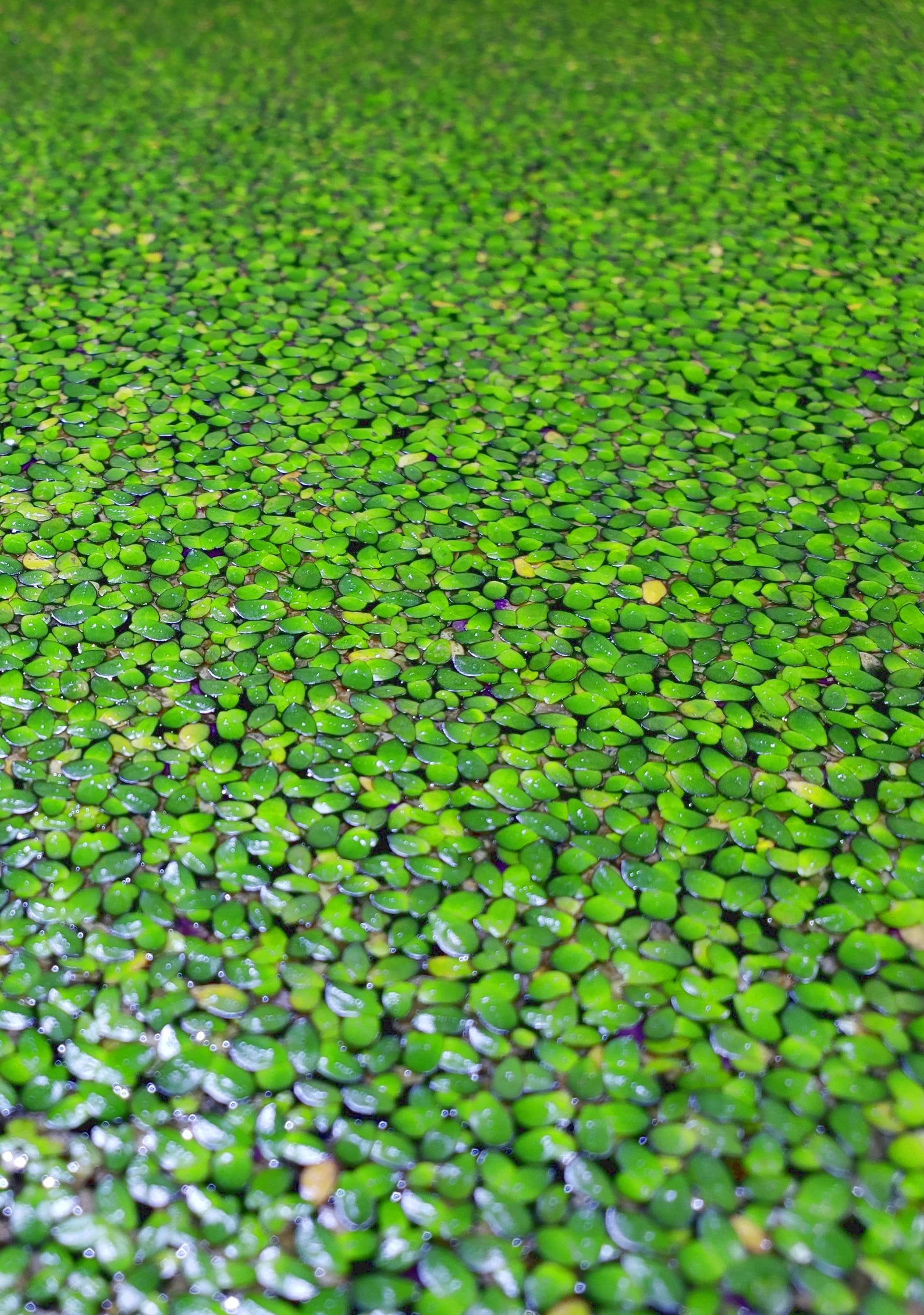 Duckweed - Indoor Grown BUY2GET1FREE Shrimp Fish Turtle Food