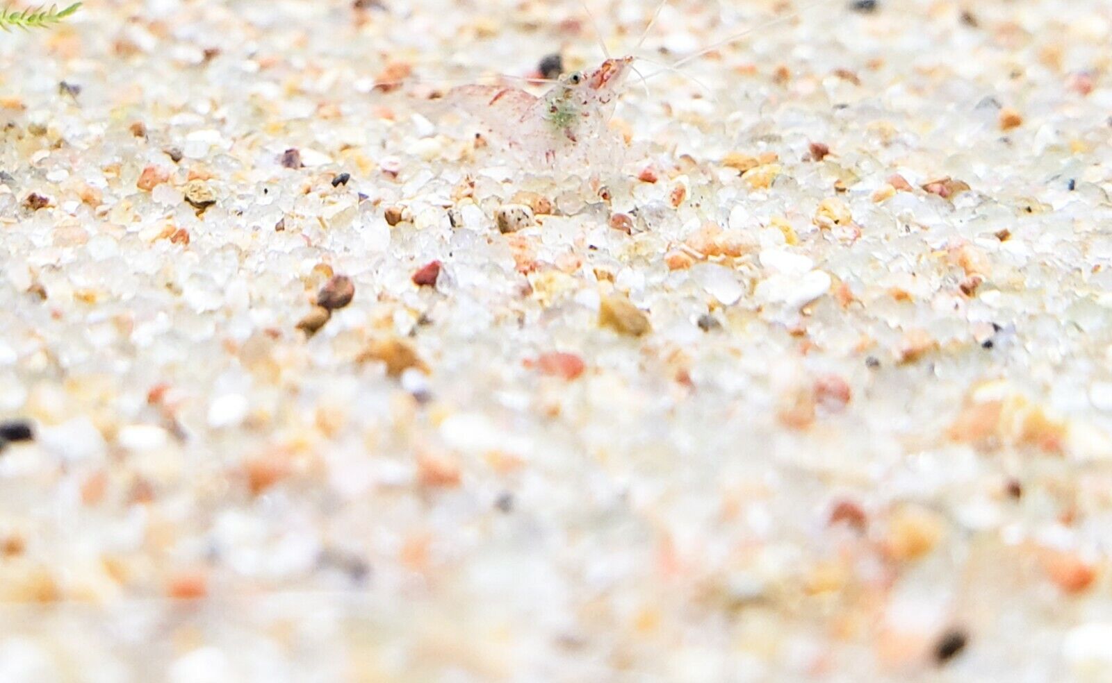 Natural Aquarium Sand - WASHED READY FOR USE Substrate for Plants - Medium Grain
