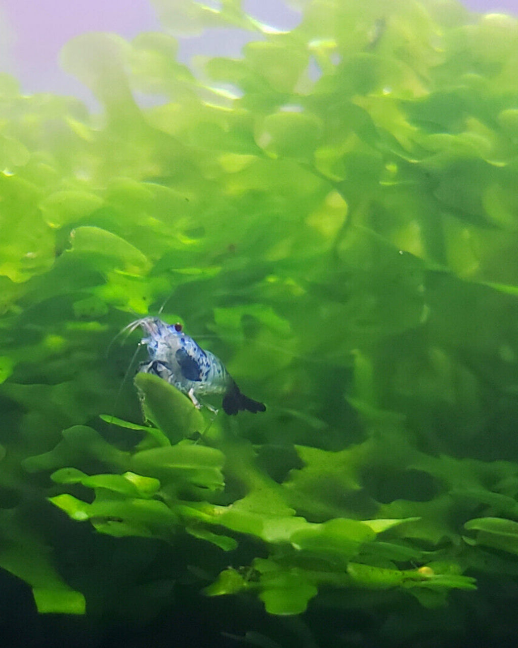 Rili on Pellia Moss (Subwassertang Round)