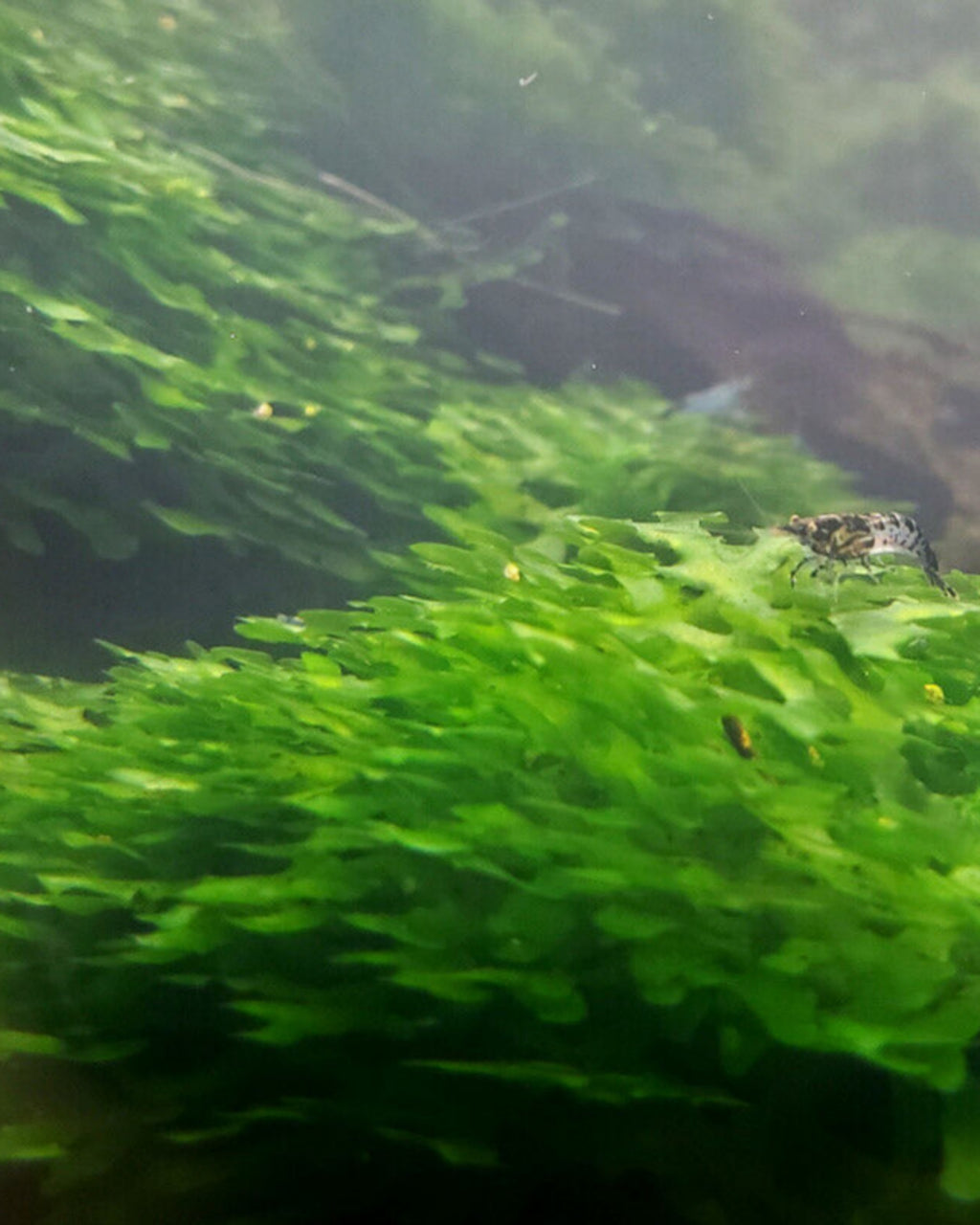 Pellia Moss (Subwassertang Round)