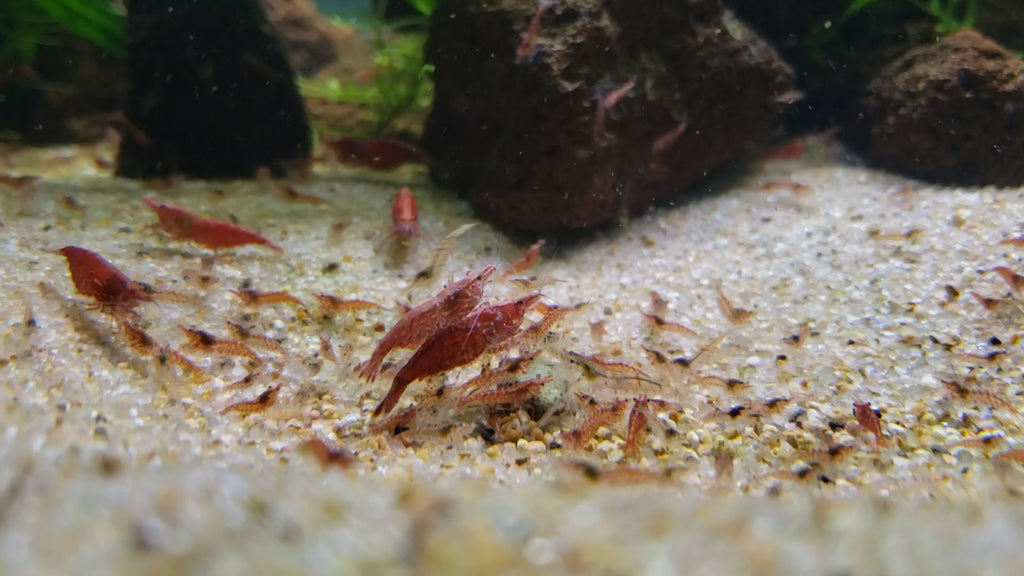 Red Cherry Shrimp 20+ RCS, Neocaridina 🔥Discounted Culls🔥