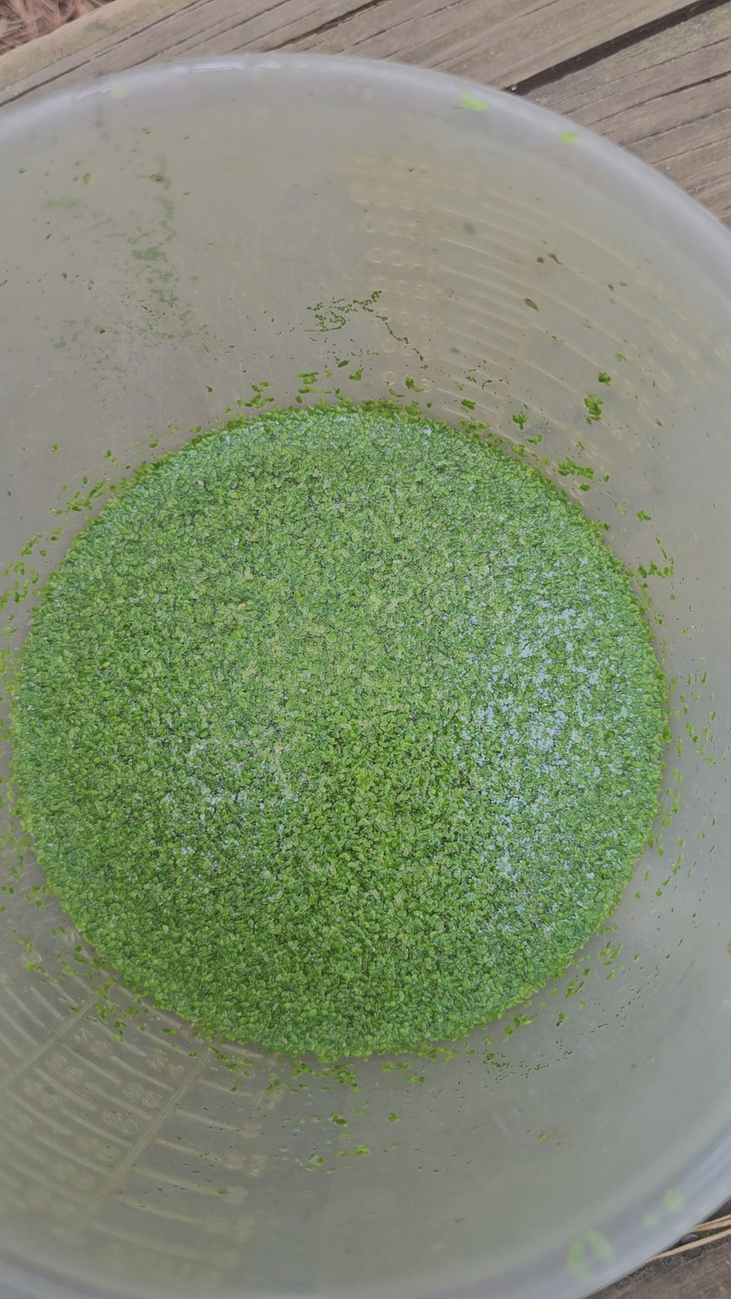 Duckweed –🔥Buy 2 Get 1 Free🔥 (Healthy, Home Grown)