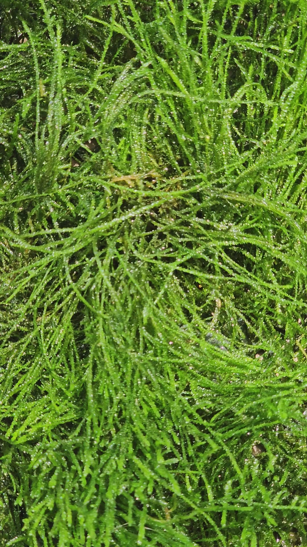 Java Moss - 🔥Buy 2 Get 1 Free🔥(Large Healthy Clumps, Home Grown)