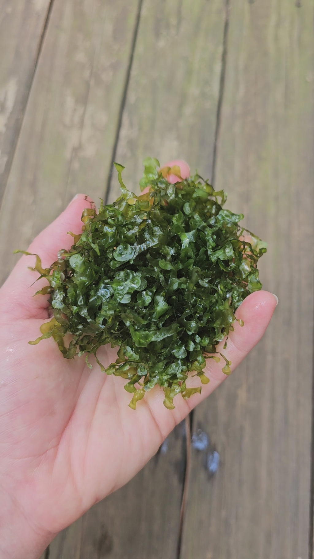 Pellia Moss -🔥Buy 2 Get 1 Free🔥