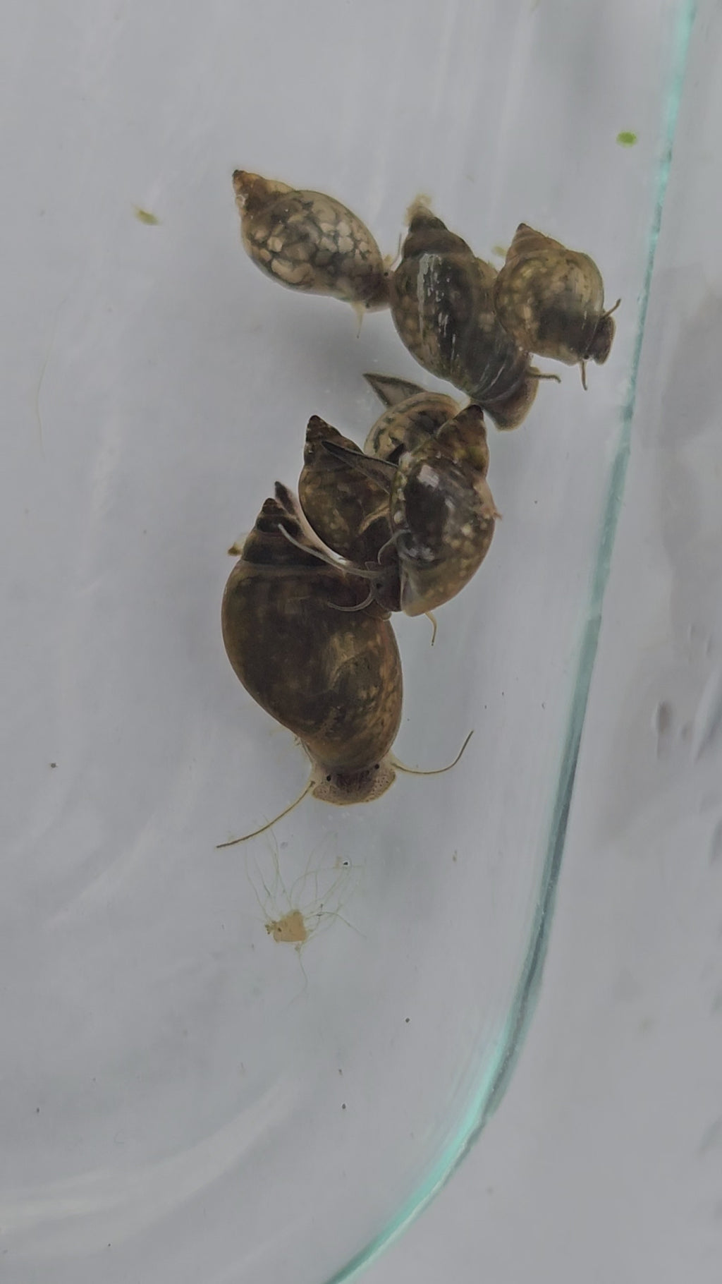 Bladder Snails – Live Freshwater Clean-Up Crew (50+ Snails per Portion)