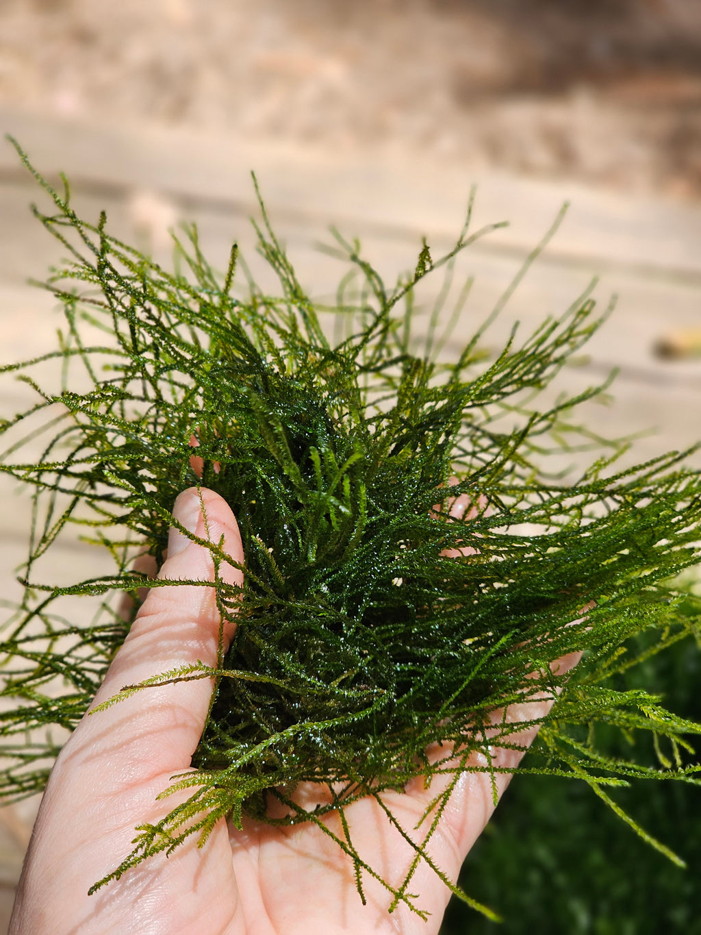 Java Moss - 🔥Buy 2 Get 1 Free🔥(Large Healthy Clumps, Home Grown)