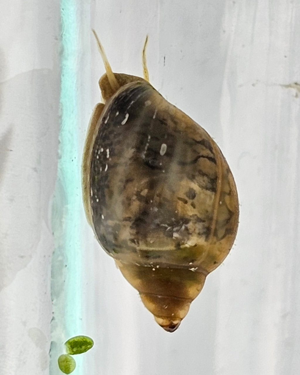 Bladder Snails – Live Freshwater Clean-Up Crew (50+ Snails per Portion)