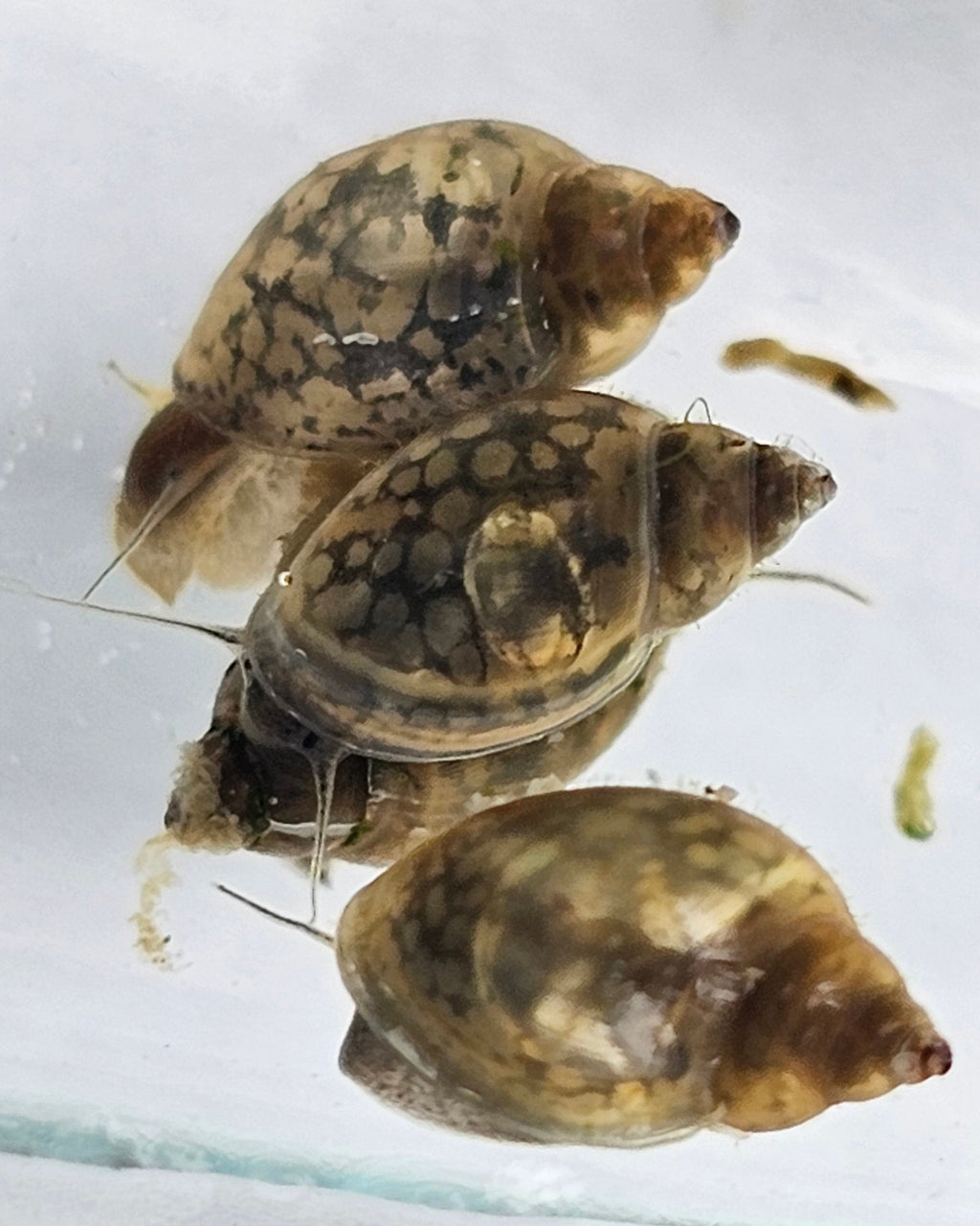 Bladder Snails – Live Freshwater Clean-Up Crew (50+ Snails per Portion)