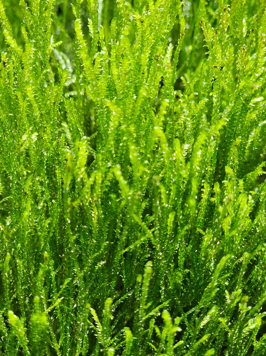 Java Moss - 🔥Buy 2 Get 1 Free🔥(Large Healthy Clumps, Home Grown)