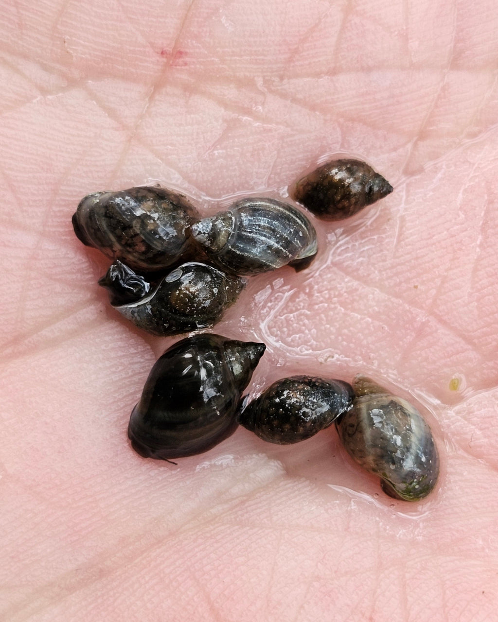 Small snails on a person's palm