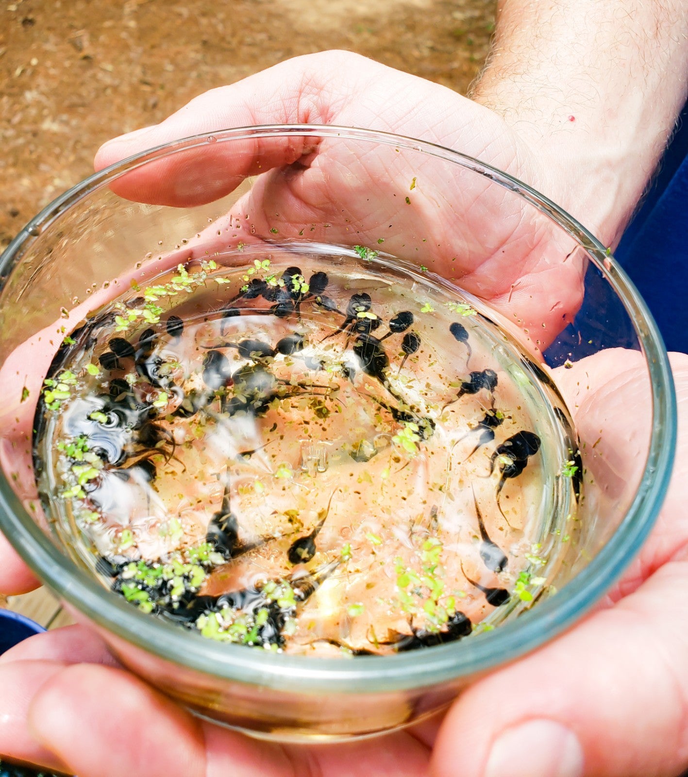 100+ Live Tadpoles, small size, healthy and energetic! Tree Frogs, Toads, Frogs