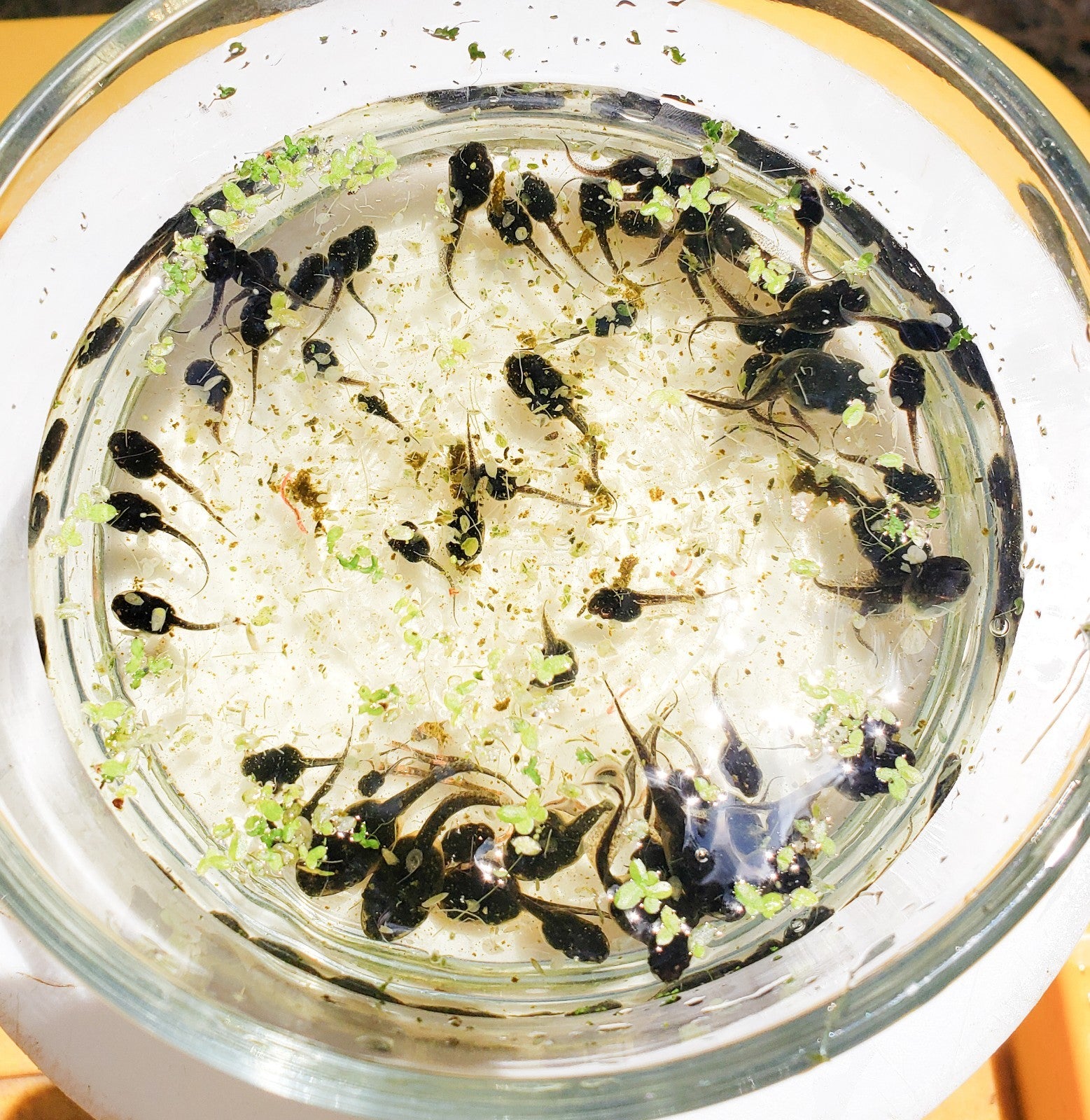 100+ Live Tadpoles, small size, healthy and energetic! Tree Frogs, Toads, Frogs