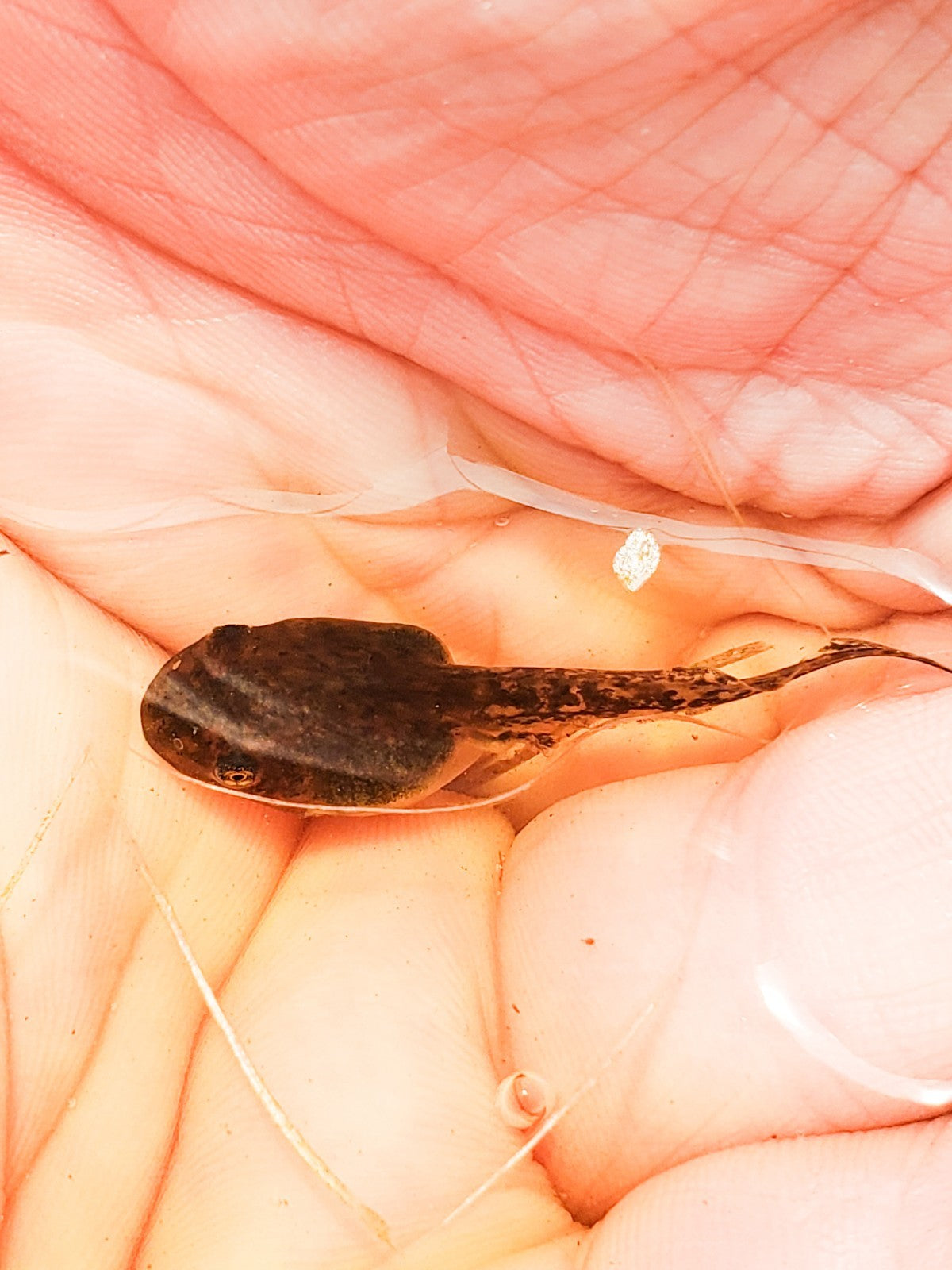 100+ Live Tadpoles, small size, healthy and energetic! Tree Frogs, Toads, Frogs