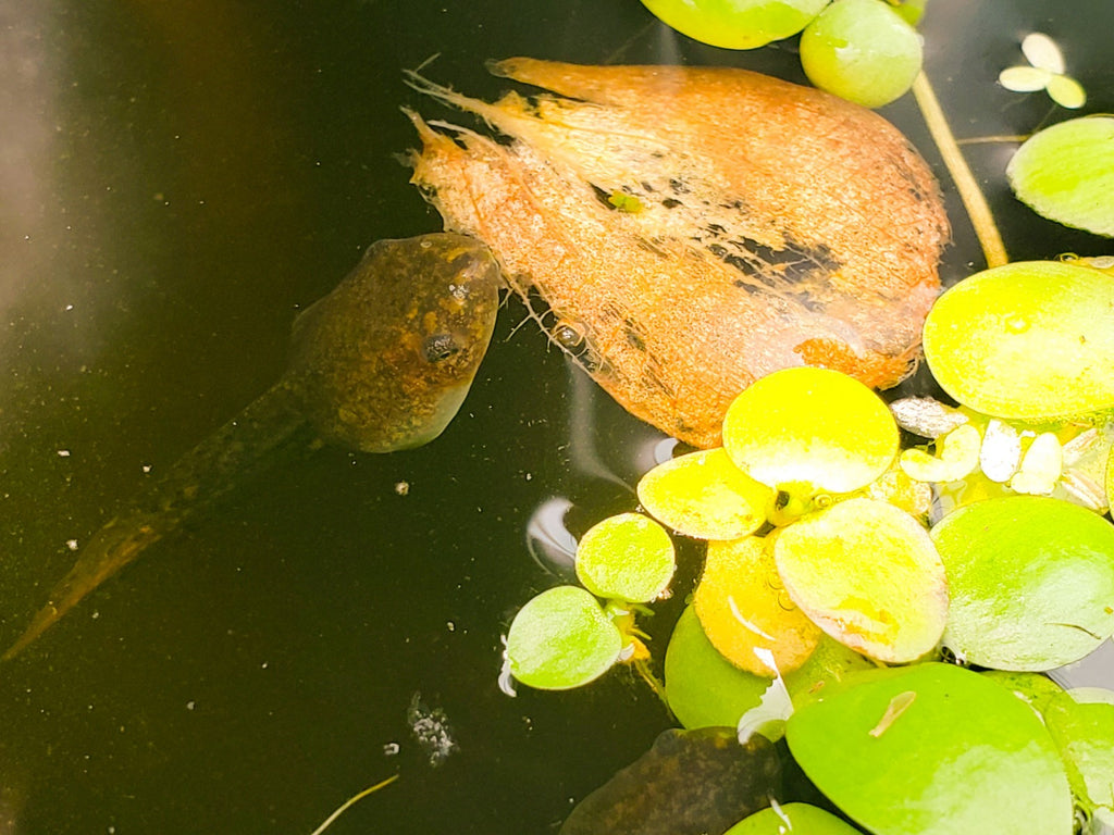 100+ Live Tadpoles, small size, healthy and energetic! Tree Frogs, Toads, Frogs
