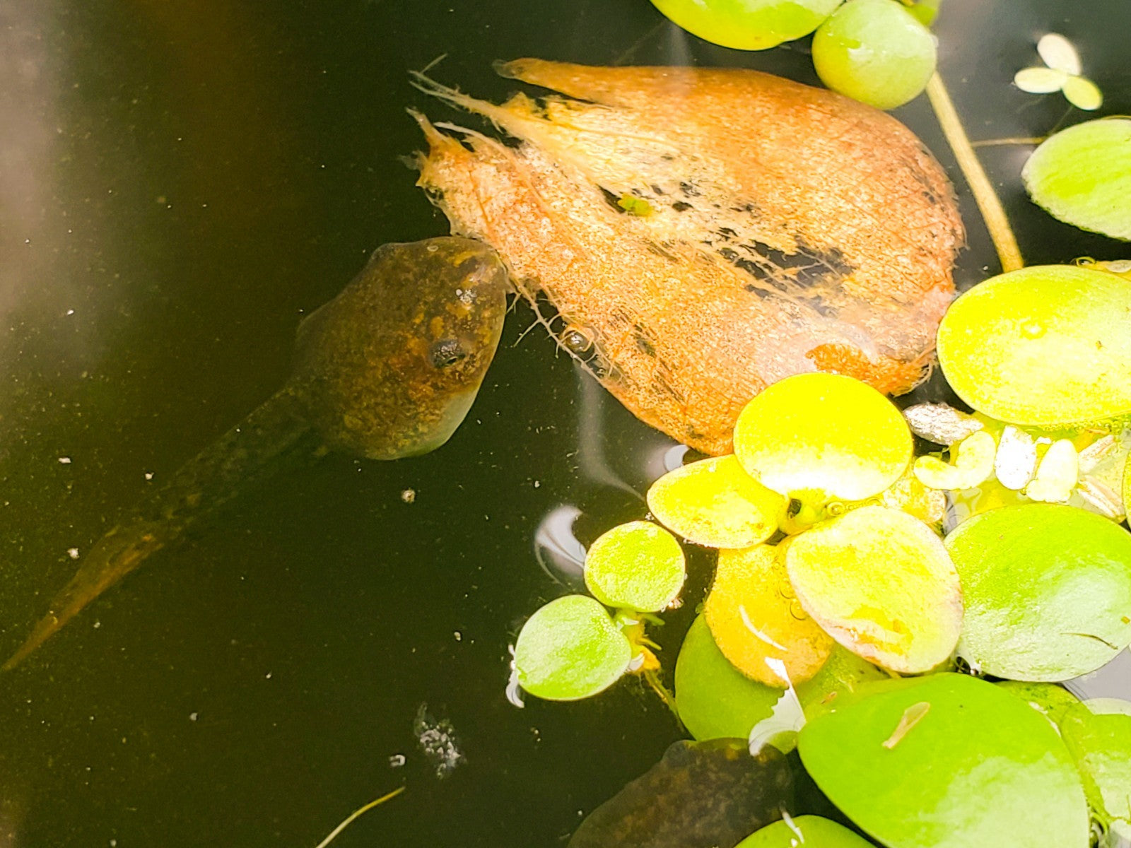 100+ Live Tadpoles, small size, healthy and energetic! Tree Frogs, Toads, Frogs