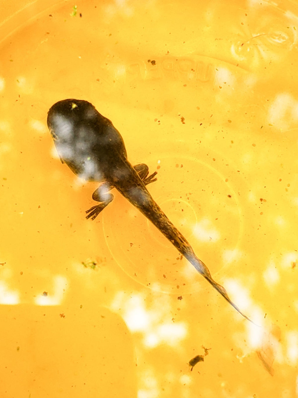 100+ Live Tadpoles, small size, healthy and energetic! Tree Frogs, Toads, Frogs