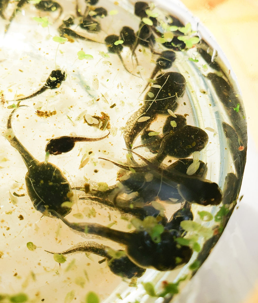 100+ Live Tadpoles, small size, healthy and energetic! Tree Frogs, Toads, Frogs