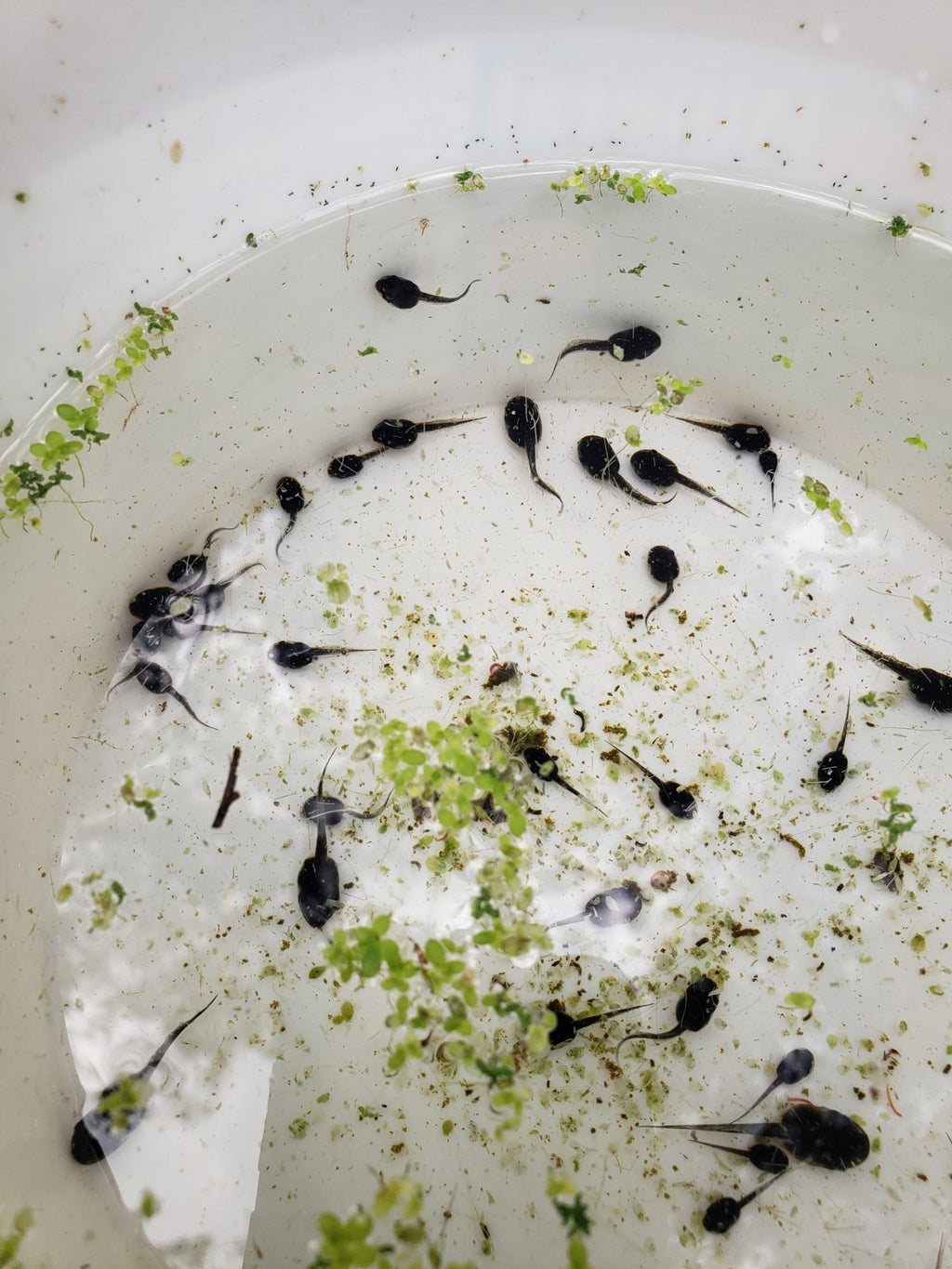 100+ Live Tadpoles, small size, healthy and energetic! Tree Frogs, Toads, Frogs