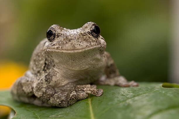 100+ Live Tadpoles, small size, healthy and energetic! Tree Frogs, Toads, Frogs
