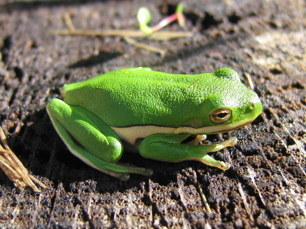 100+ Live Tadpoles, small size, healthy and energetic! Tree Frogs, Toads, Frogs
