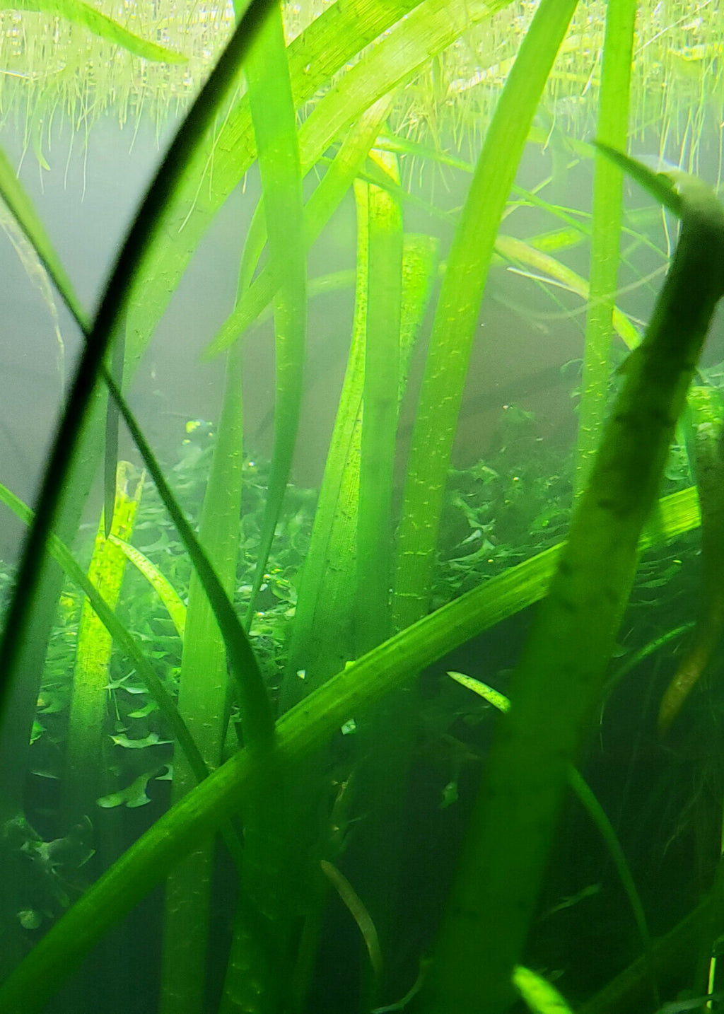 Underwater view of green eel grass